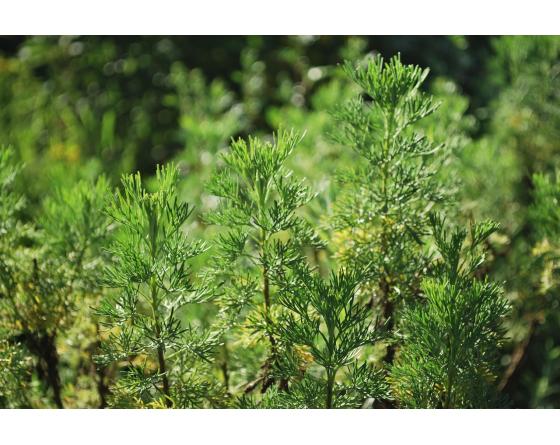Artemisia abrotanum.JPG