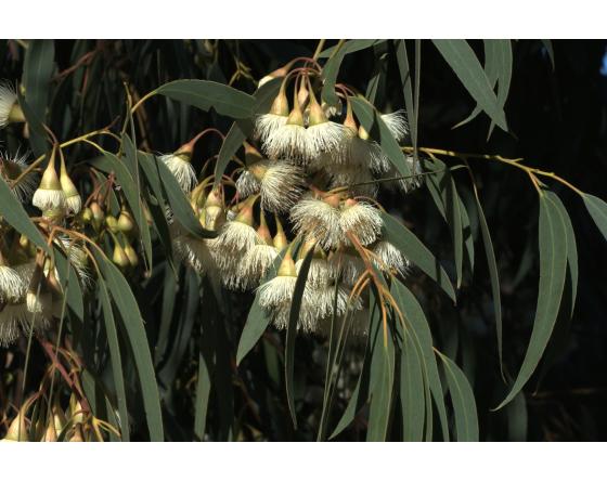 eucalyptus DSC_0399.jpg