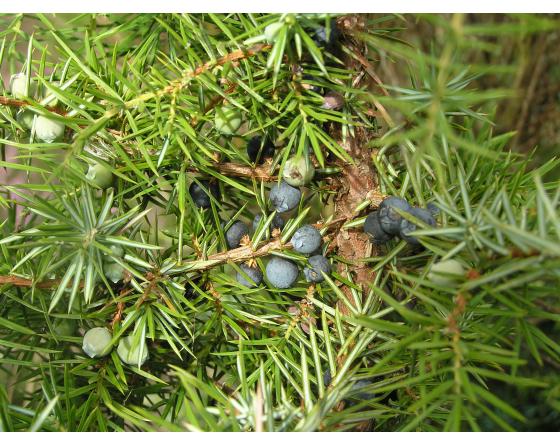 juniperus communis fruits2.jpg