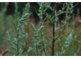Artemisia vulgaris L.  DSC_0643.JPG
