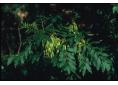 frêne élevé Fraxinus excelsior 056.jpg