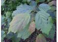hamamelis  virginiana feuilles.JPG