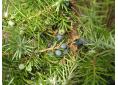 juniperus communis fruits2.jpg