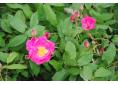rosa gallica plouneour (2).JPG