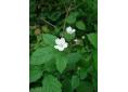 Rubus caesius 1.JPG